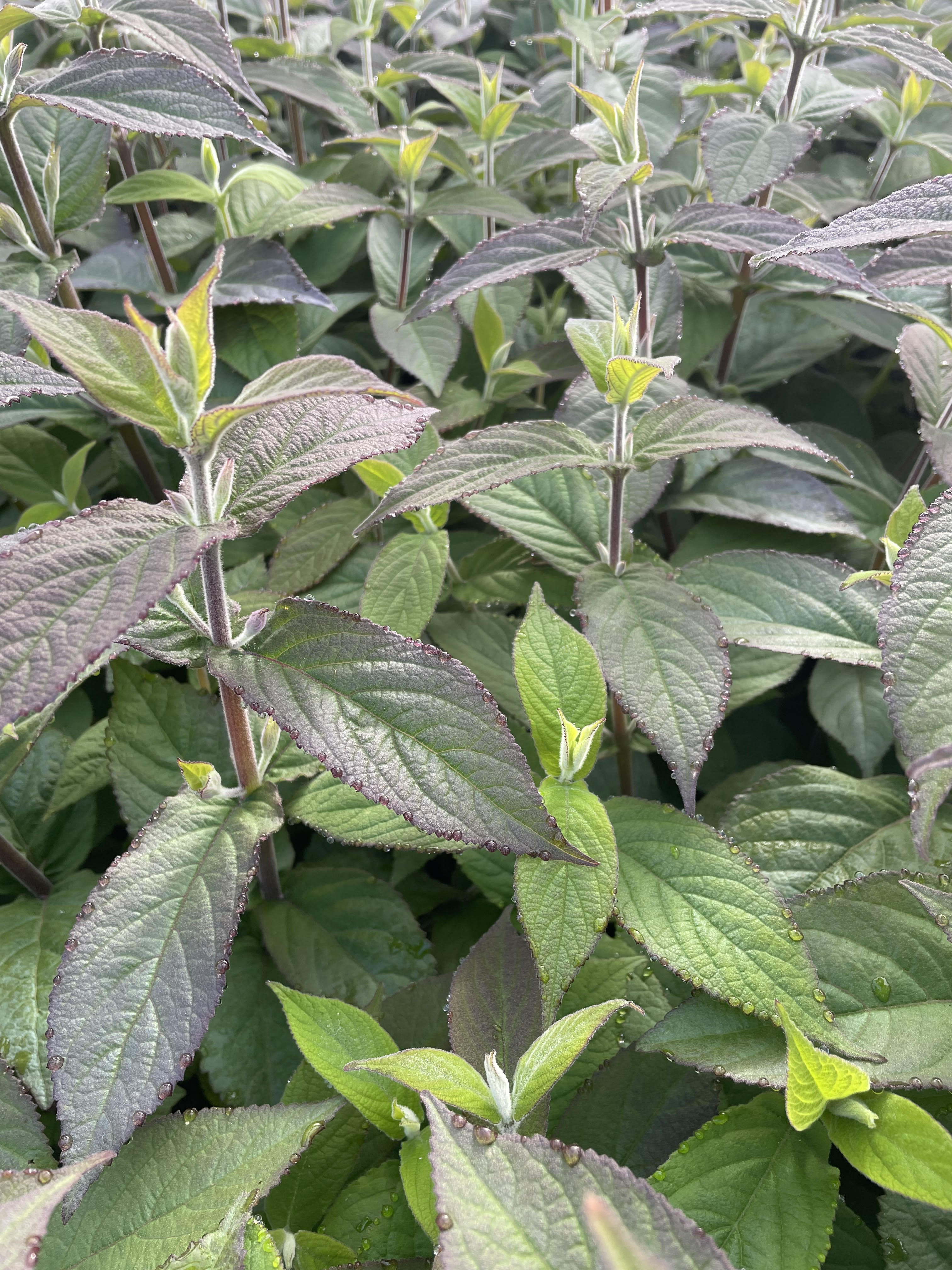 Plant Availability Ardmore Nurseries