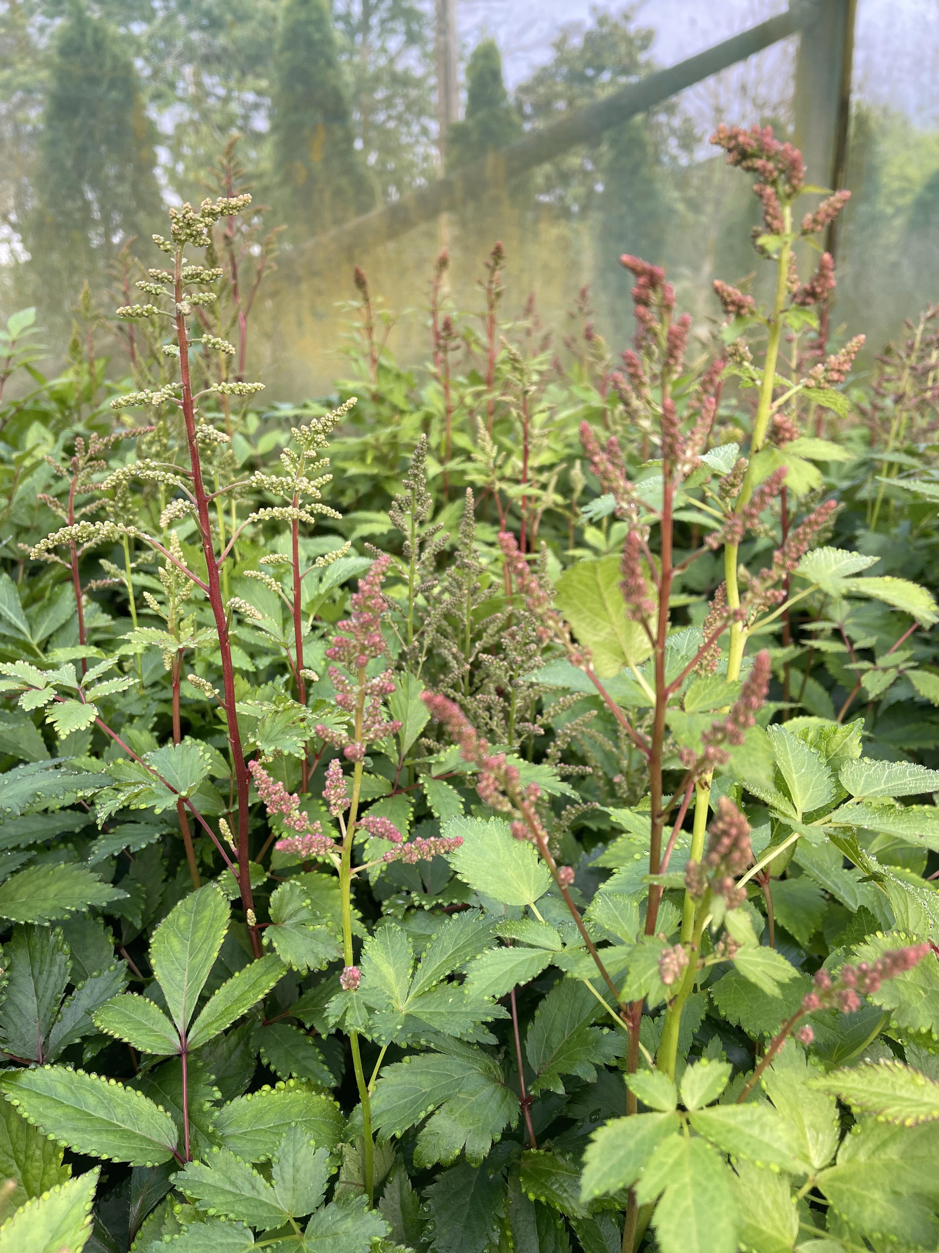 Plant Availability Ardmore Nurseries