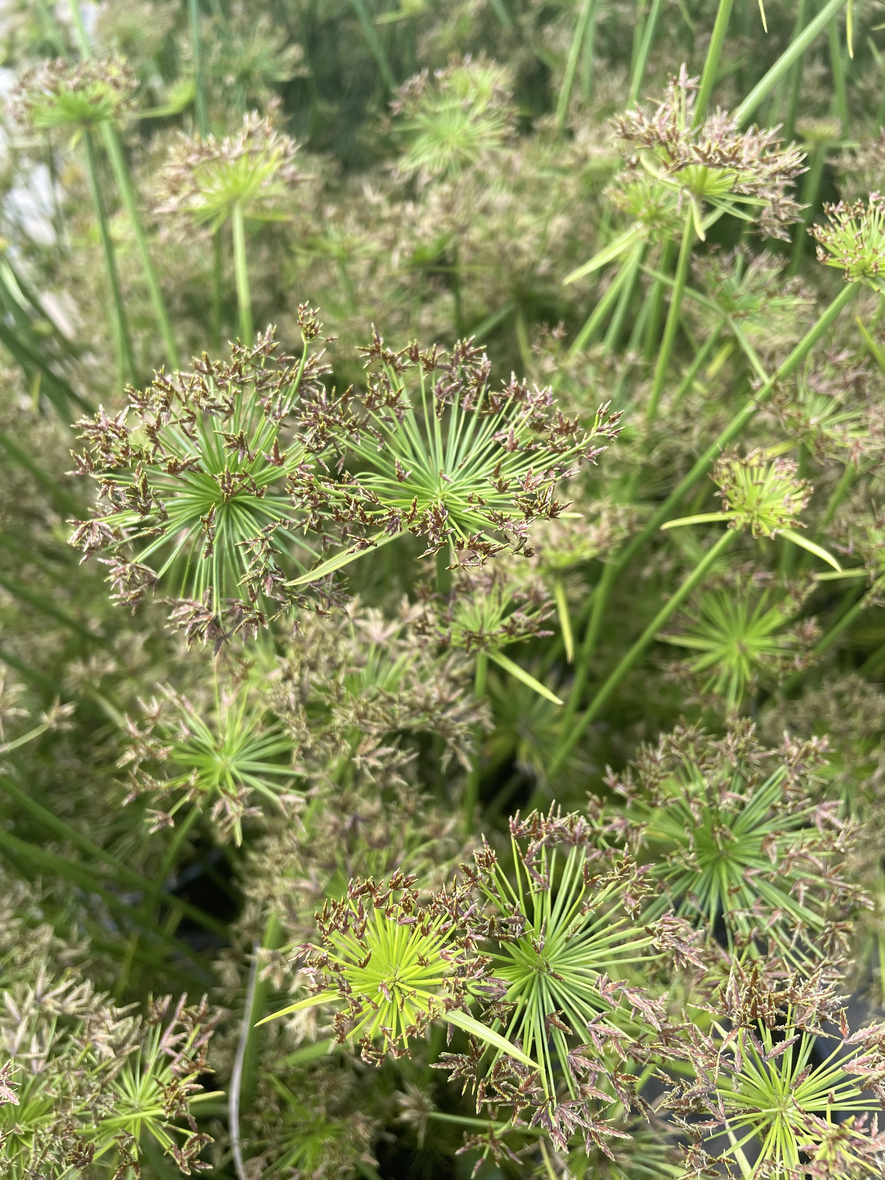Plant Availability Ardmore Nurseries