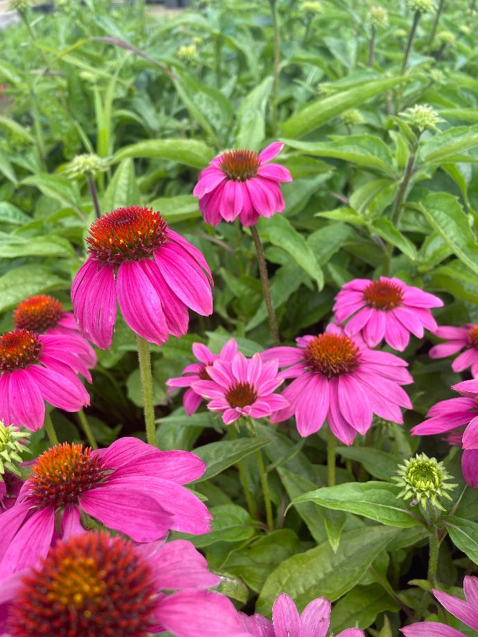 bright deep purple-pink to magenta flowers, perennial