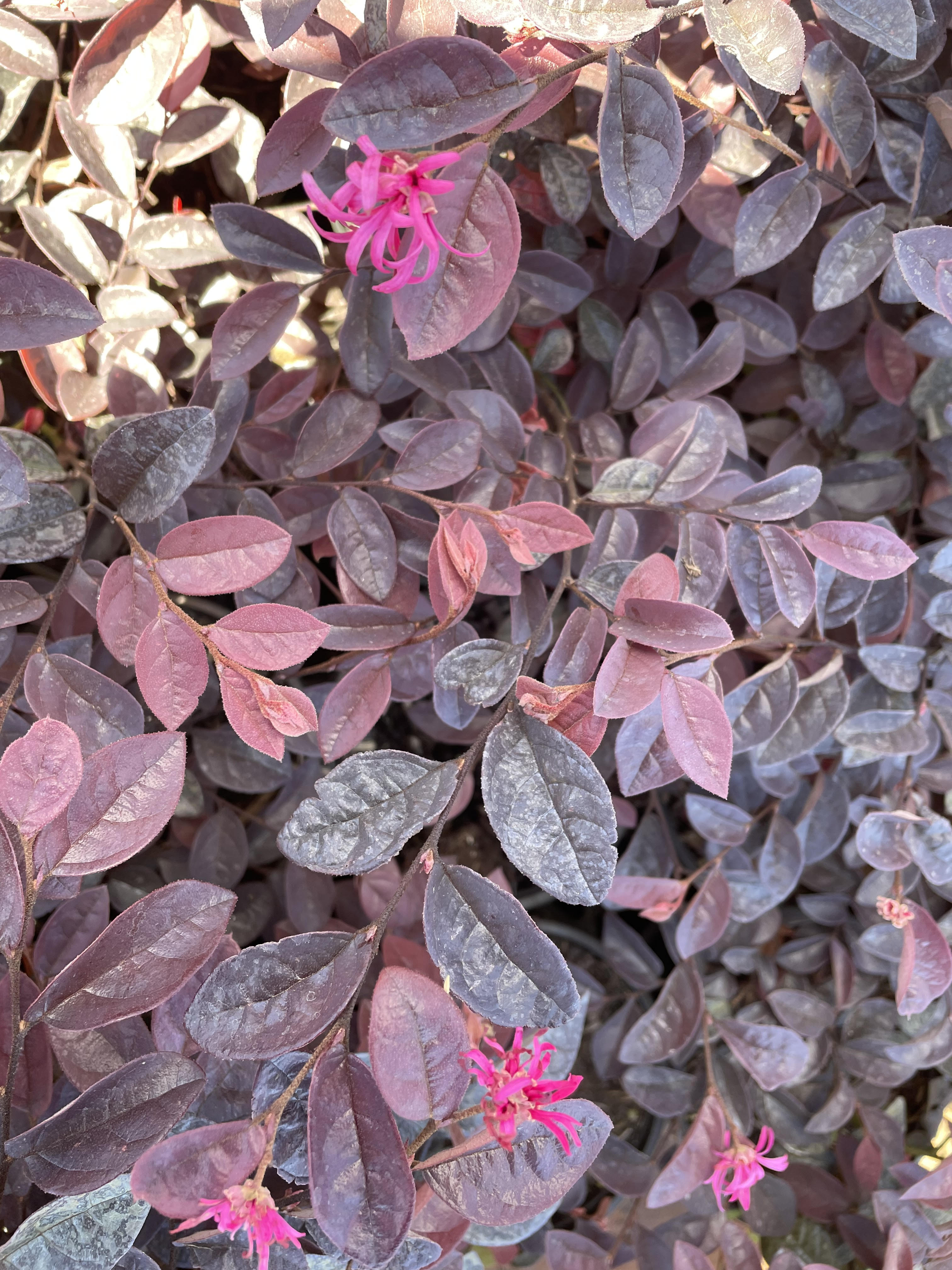 Plant Availability Ardmore Nurseries